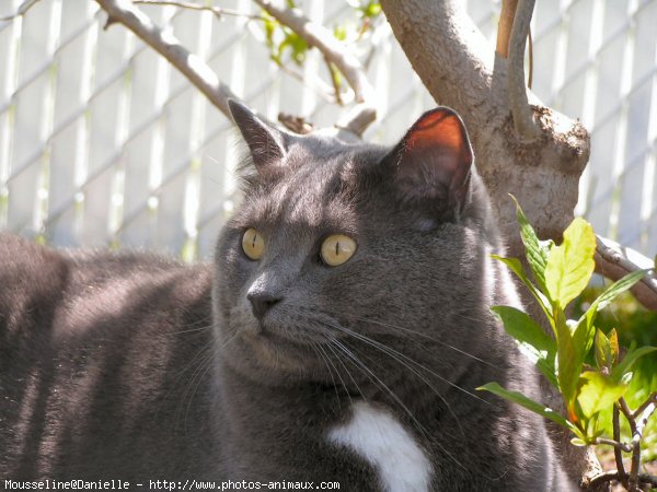 Photo de Chat domestique