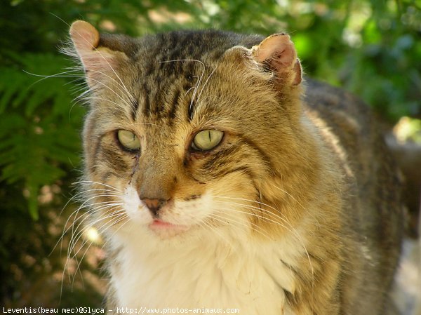 Photo de Chat domestique