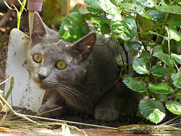 Photo de Chat domestique