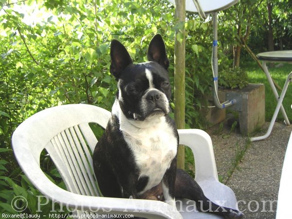 Photo de Boston terrier