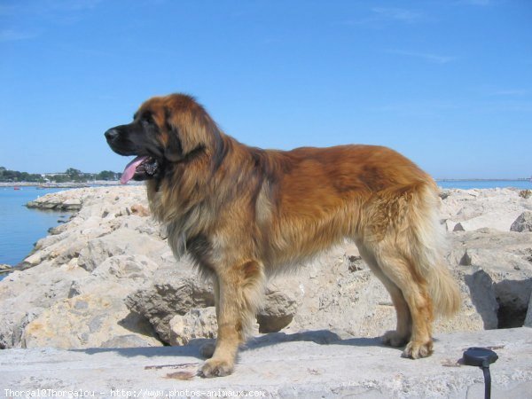 Photo de Leonberg