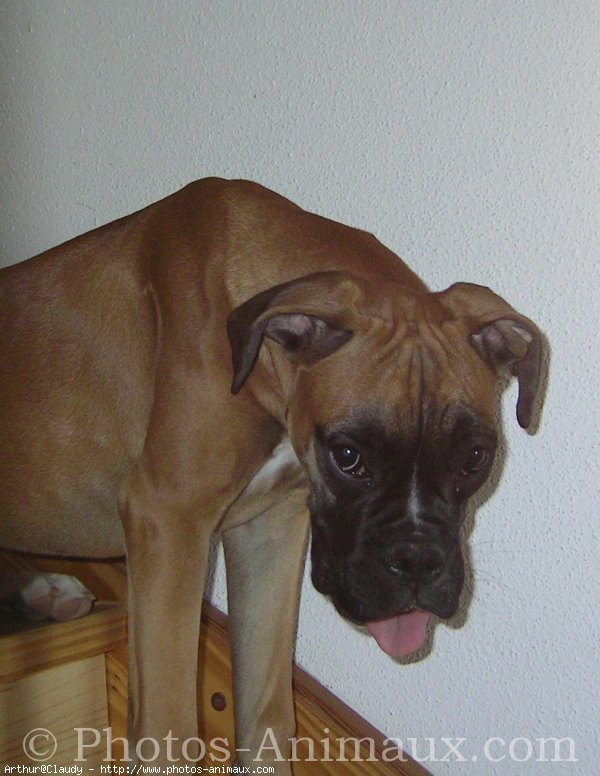 Photo de Boxer