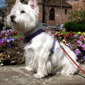 Photo de West highland white terrier