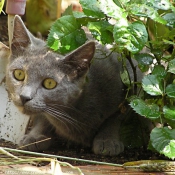 Photo de Chat domestique