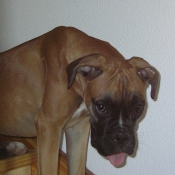 Photo de Boxer