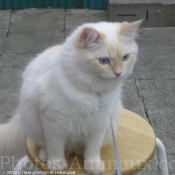 Photo de Ragdoll