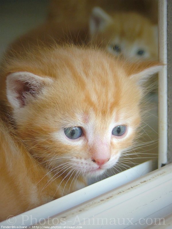 Photo de Chat domestique