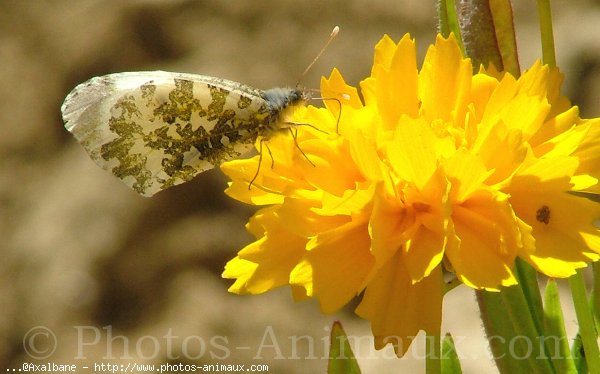 Photo de Papillon