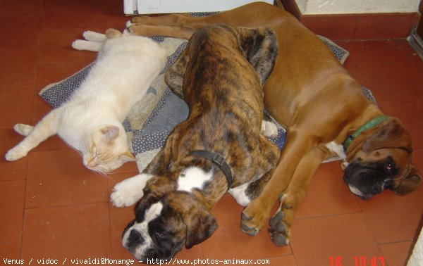 Photo de Boxer