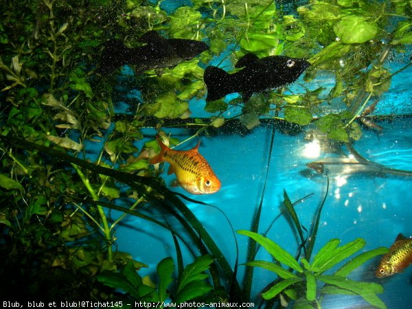 Photo de Poissons exotiques