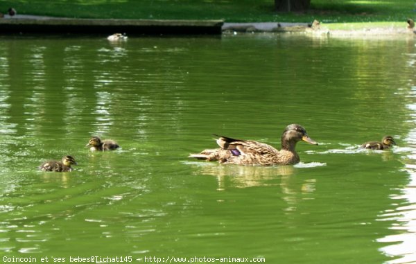 Photo de Canard