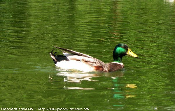 Photo de Canard