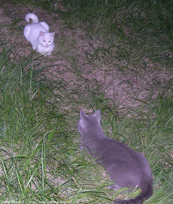 Photo de Chartreux