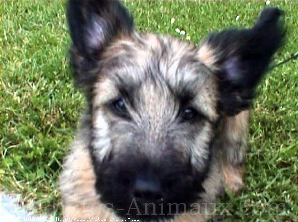 Photo de Skye terrier