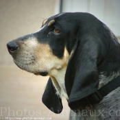 Photo de Basset bleu de gascogne