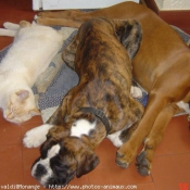 Photo de Boxer