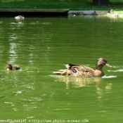 Photo de Canard