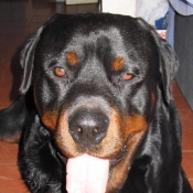 Photo de Rottweiler