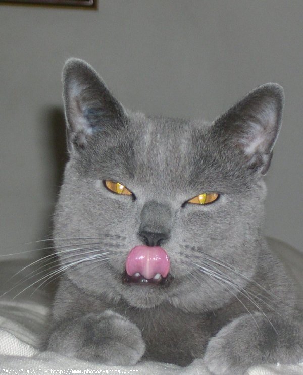 Photo de Chartreux