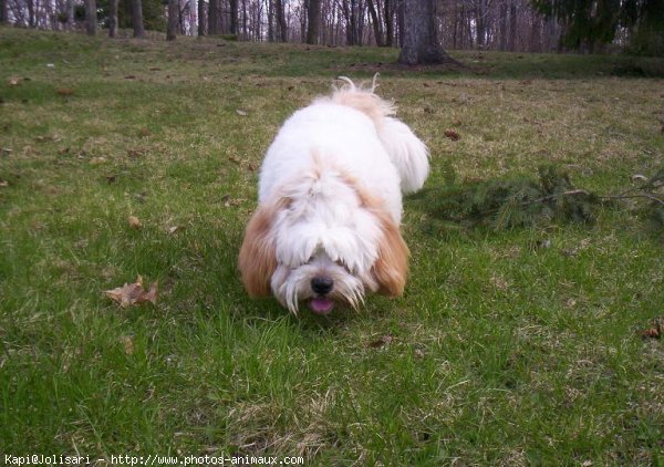 Photo de Lhassa apso