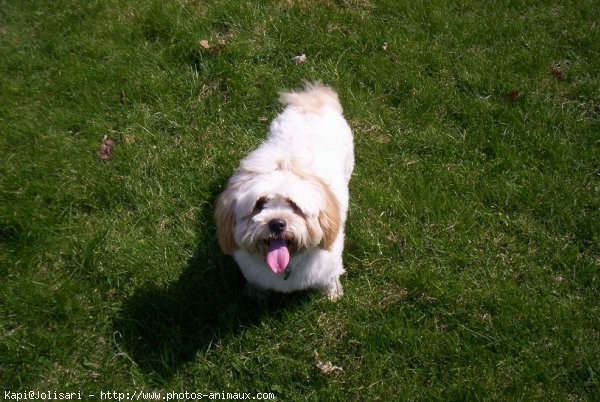 Photo de Lhassa apso