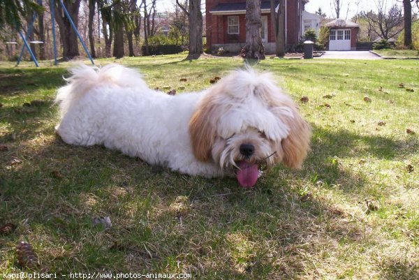 Photo de Lhassa apso