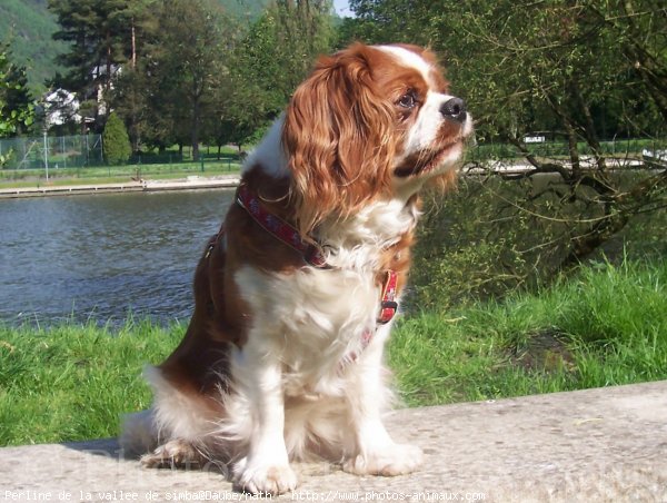 Photo de Cavalier king charles spaniel