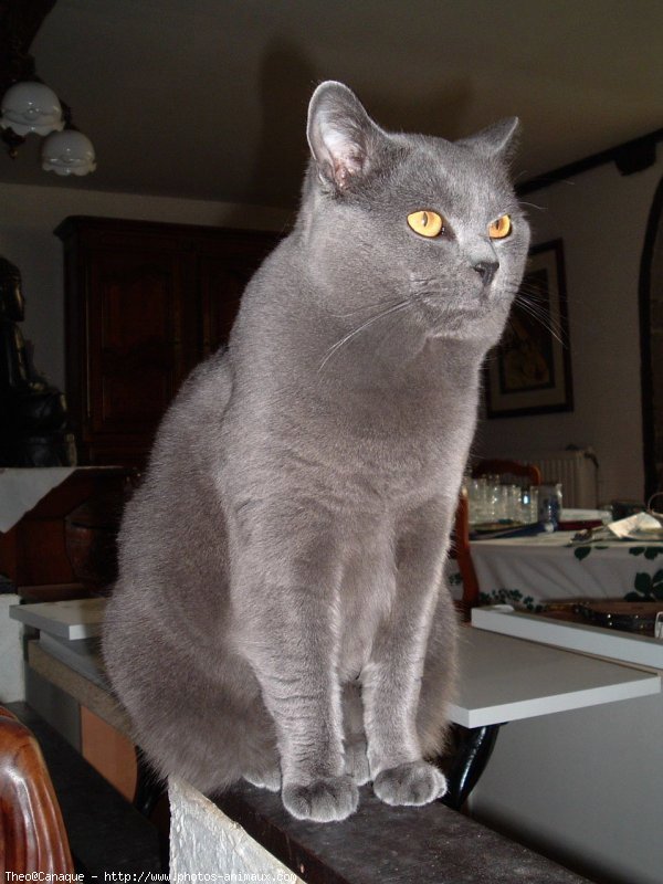 Photo de Chartreux