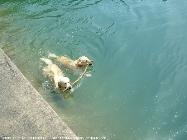 Photo de Golden retriever