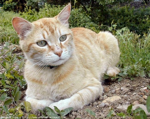 Photo de Chat domestique