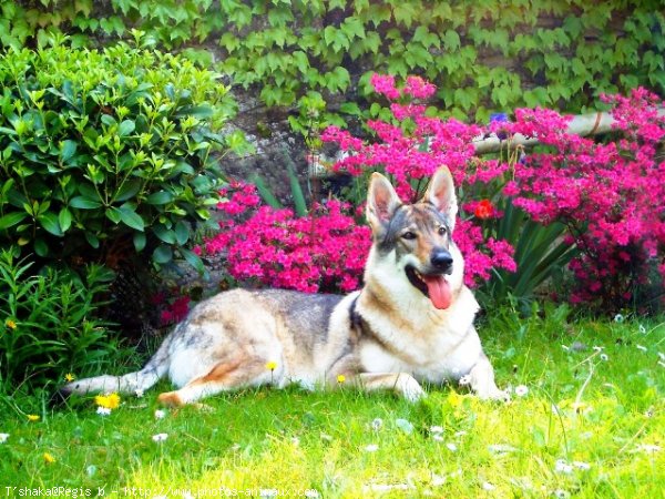 Photo de Chien loup tchcoslovaque