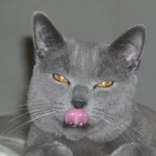 Photo de Chartreux