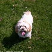 Photo de Lhassa apso