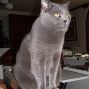 Photo de Chartreux