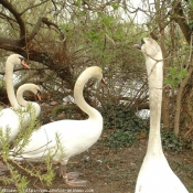 Photo de Cygne