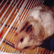 Photo de Hamster