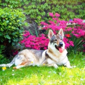 Photo de Chien loup tchcoslovaque