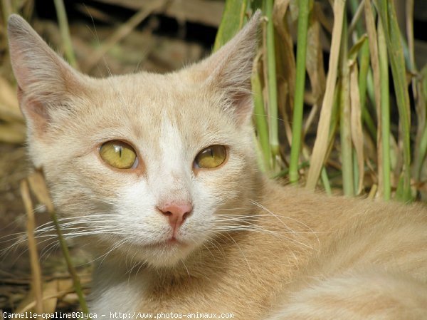 Photo de Chat domestique