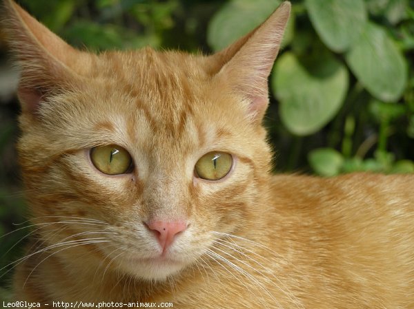 Photo de Chat domestique