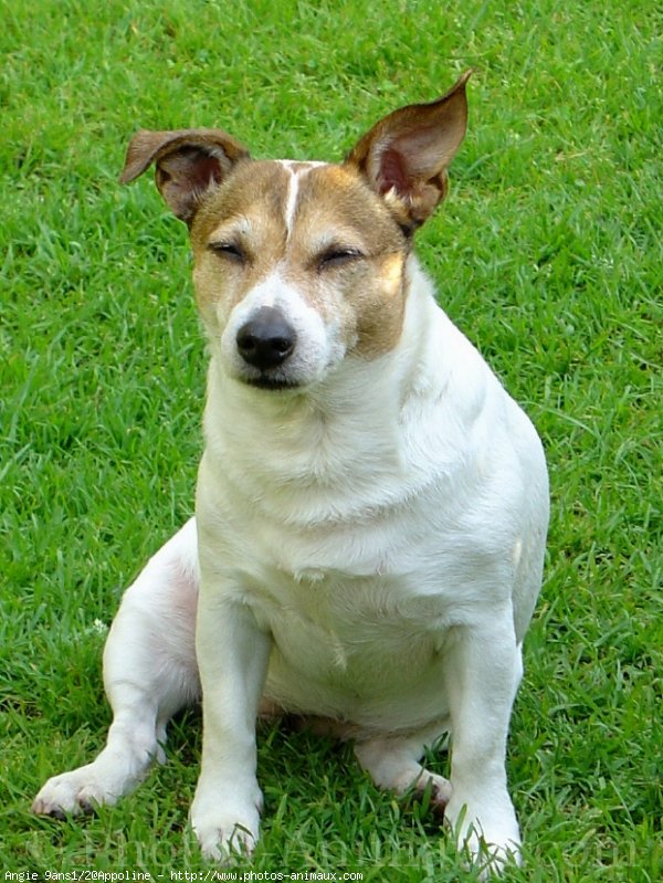 Photo de Jack russell terrier