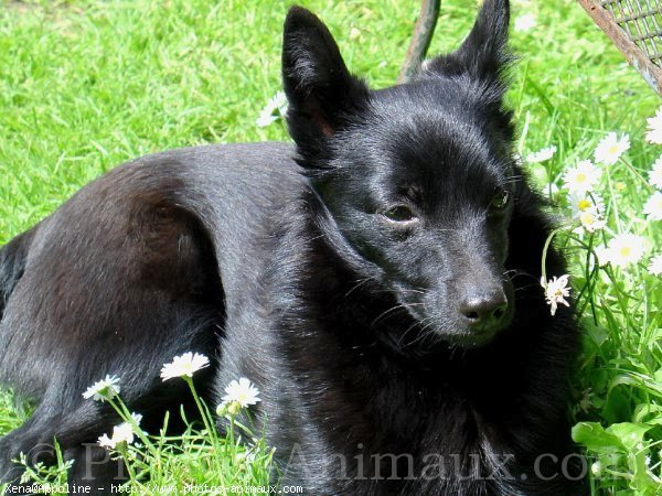 Photo de Schipperke