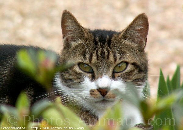 Photo de Chat domestique