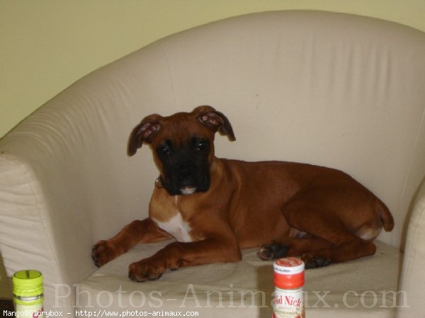 Photo de Boxer