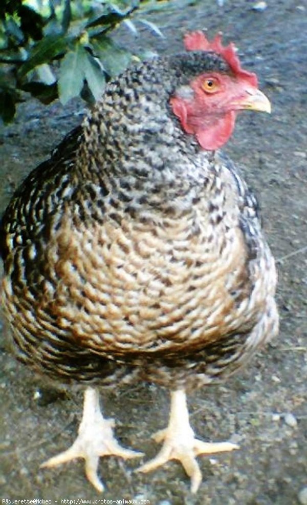 Photo de Poule