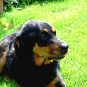 Photo de Rottweiler