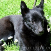 Photo de Schipperke