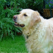 Photo de Golden retriever