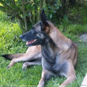 Photo de Berger belge malinois