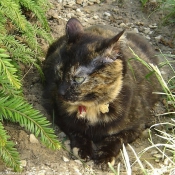 Photo de Chat domestique