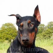 Photo de Dobermann